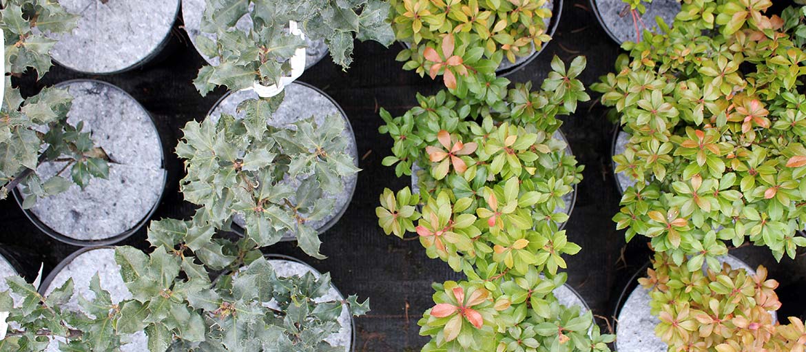 Hrncové disky netkané disky ochrana pred burinami Poľsko