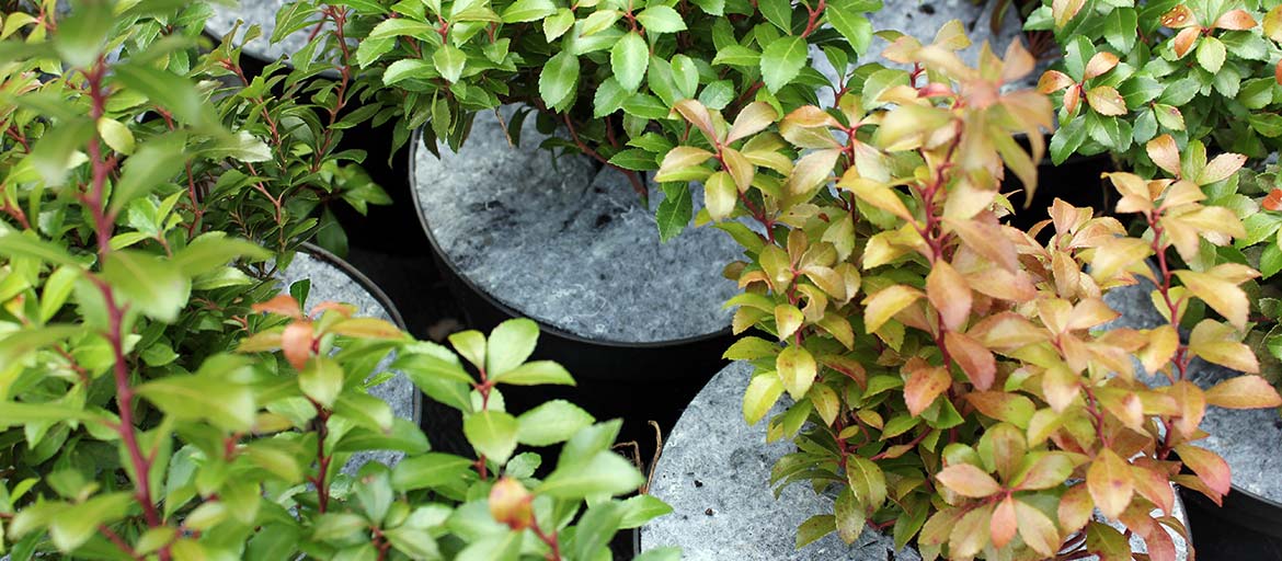 Hrncové disky netkané disky ochrana pred burinami Poľsko