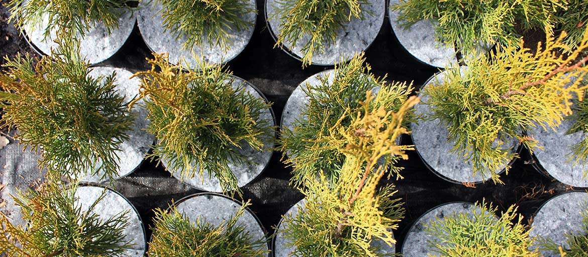 Hrncové disky netkané disky ochrana pred burinami Poľsko