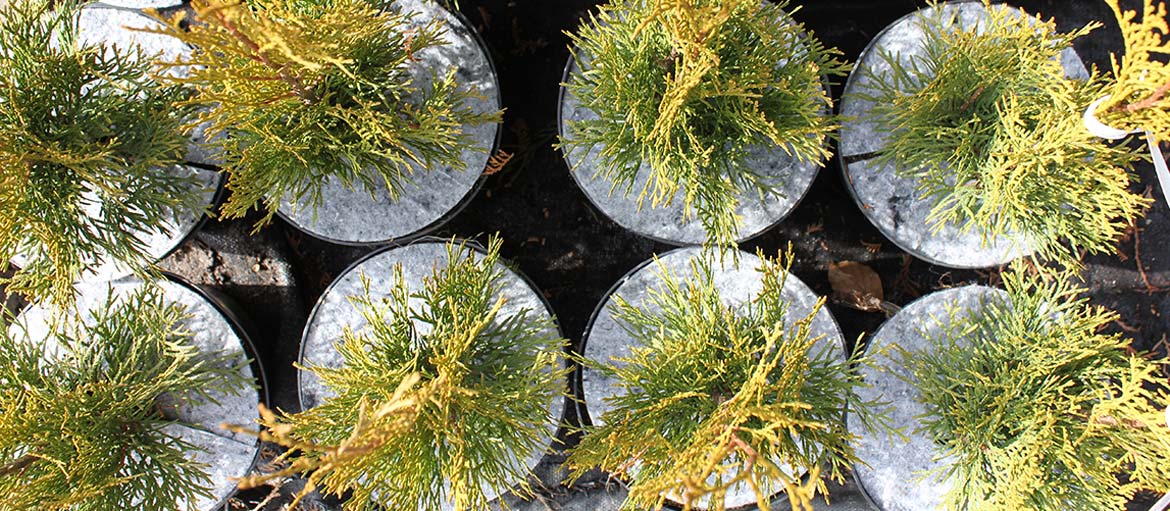 Hrncové disky netkané disky ochrana pred burinami Poľsko