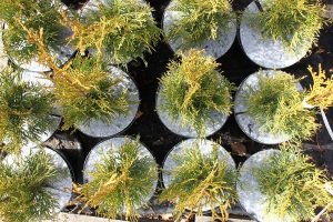 ochrana pred burinami Poľsko 09