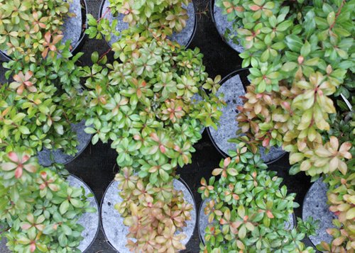 Hrncové disky netkané disky ochrana pred burinami Poľsko